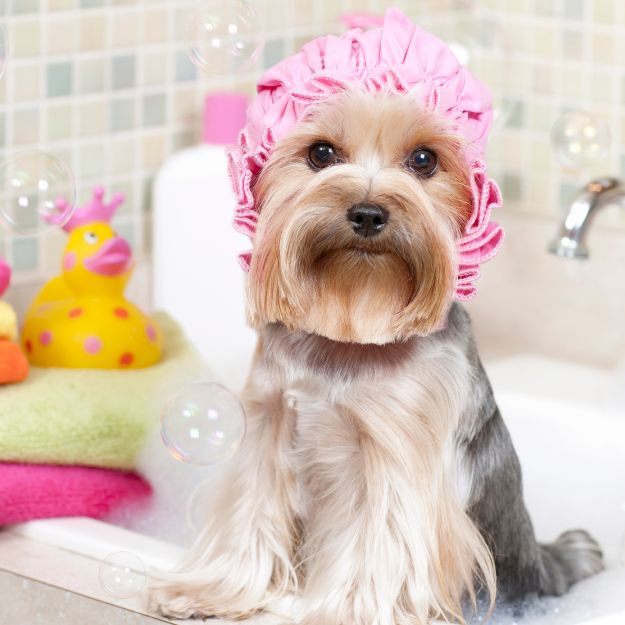 small dog in a shower cap dog grooming